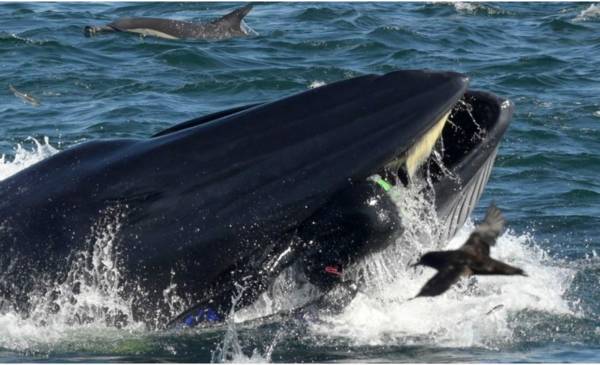 Ballena Se Come A Un Buzo