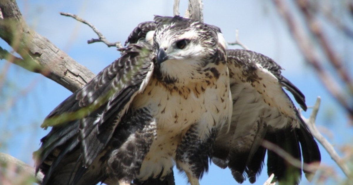 El campo se une detrás de la protección del águila coronada | El Diario de  la República