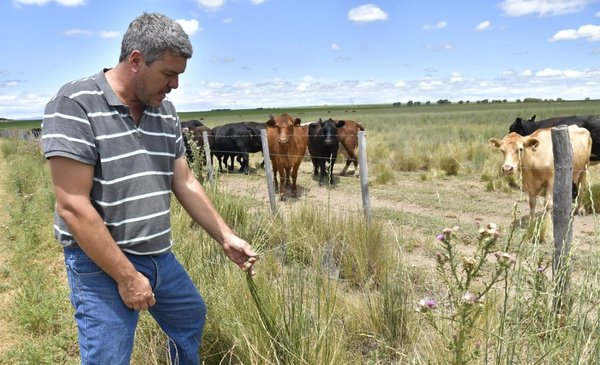 Wheatgrass as a base to complete the forage chain