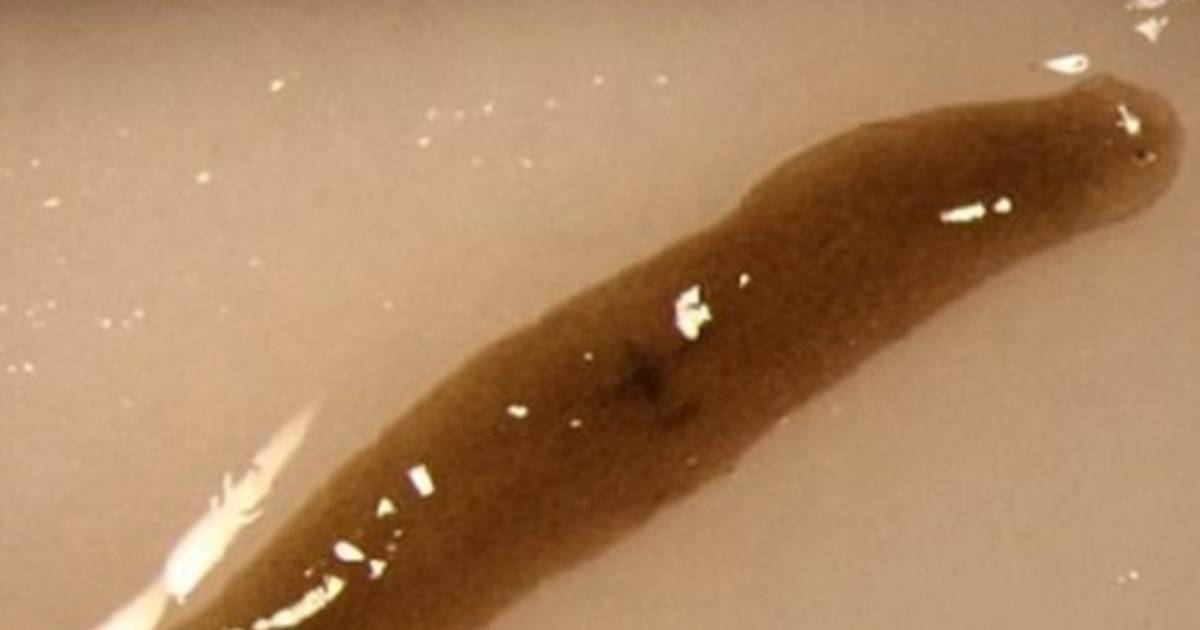 Enviaron a un gusano al espacio y volvió con dos cabezas El Diario de