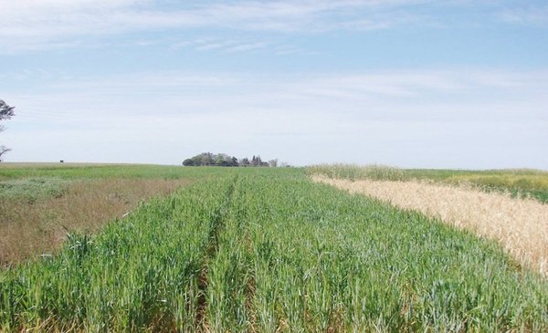 The cover crop is a good ally against weeds