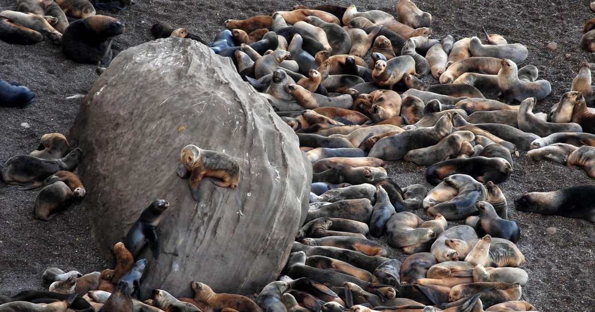 Sea lions in Necochea and Santa Cruz die from bird flu