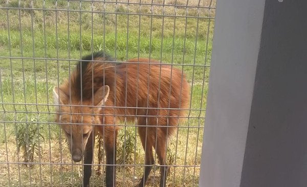 Un animal en peligro de extinci n apareci en un shopping de Chaco