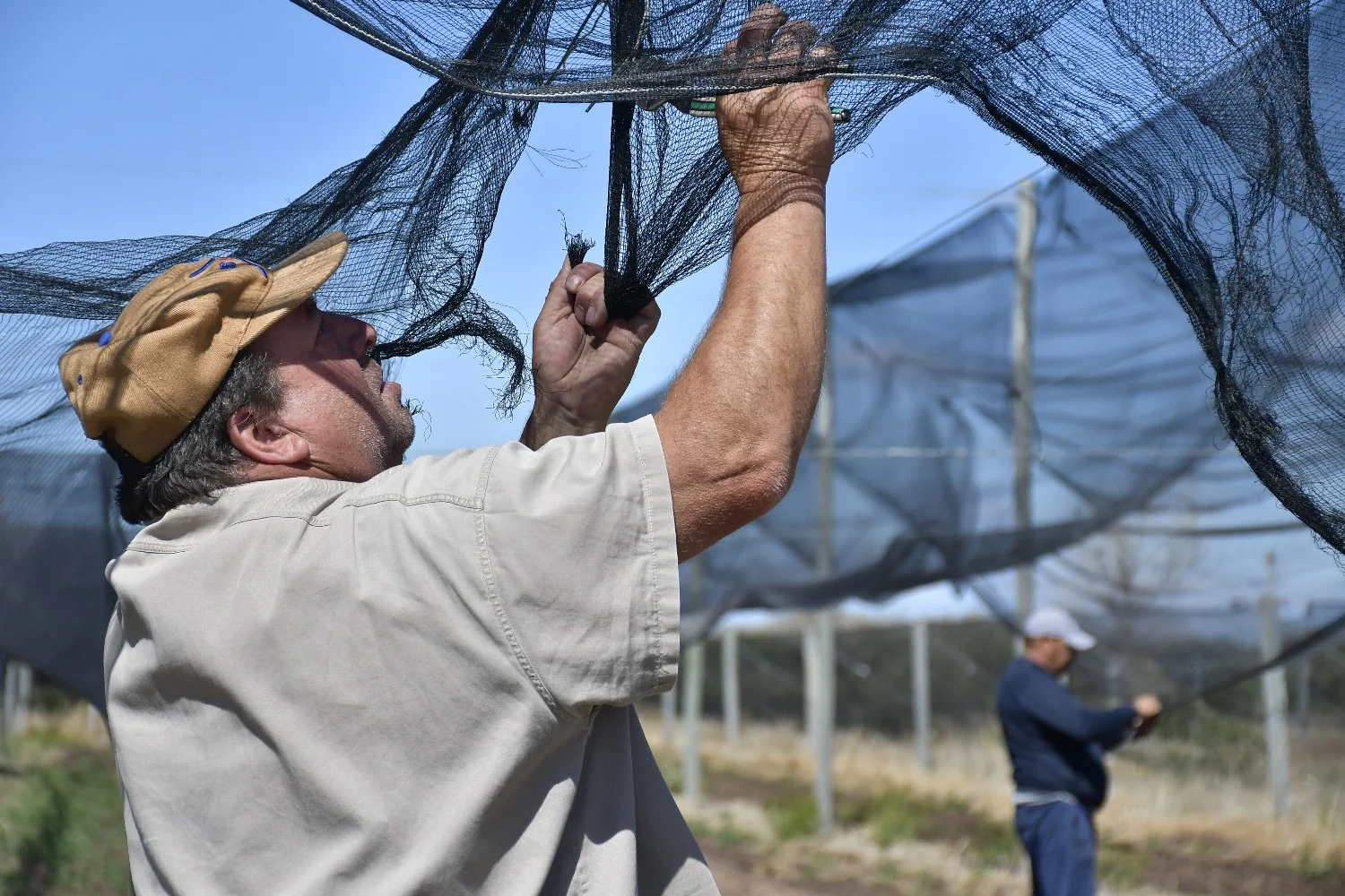 Cómo ahuyentar las aves de un sistema productivo | El Diario de la República