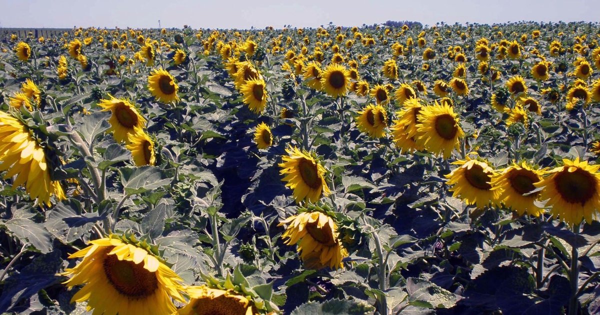 Advirtieron que el girasol es un cultivo 